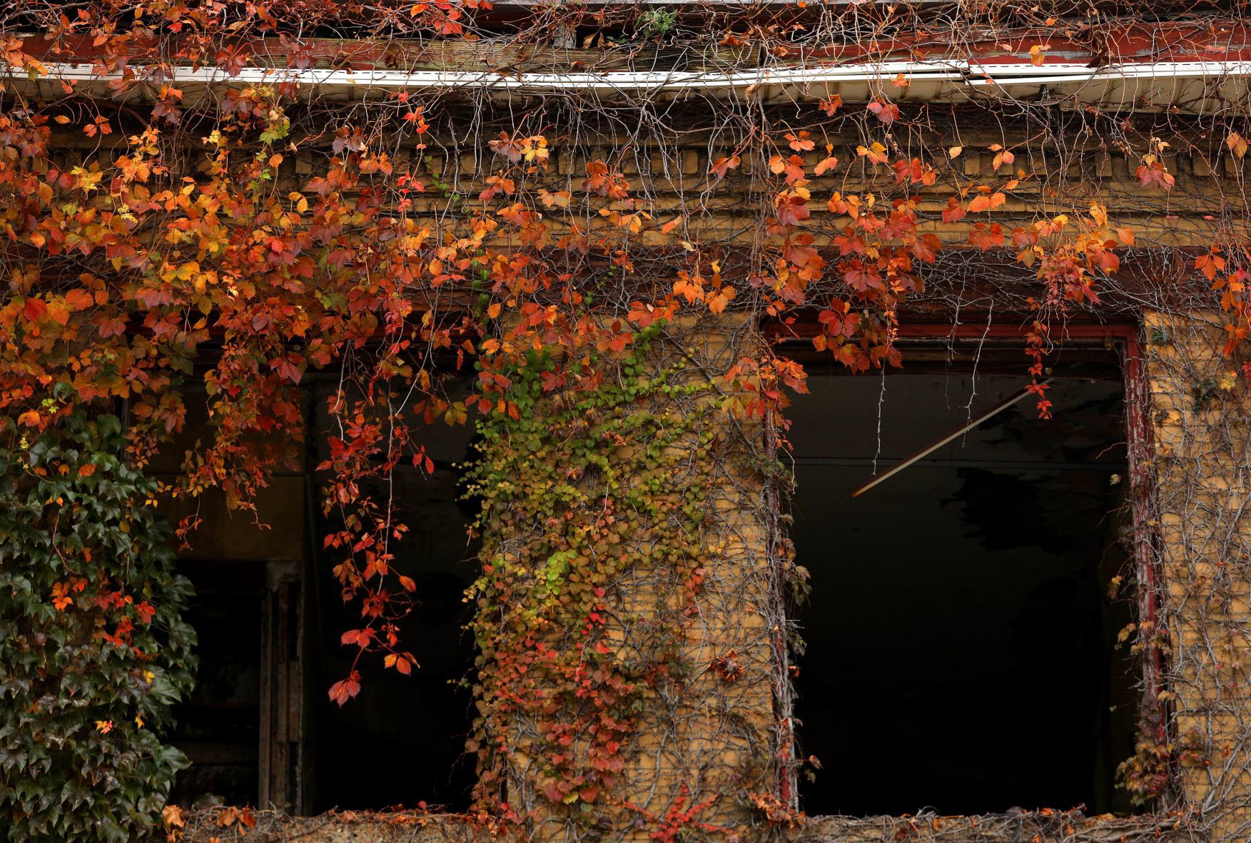 Fall colors burst around St. Louis' north side